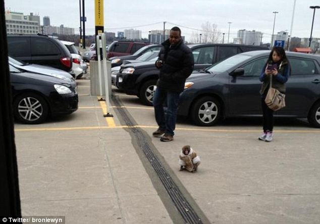 2012年12月達爾文在IKEA停車場遊蕩,路旁民眾圍觀。 翻攝自每日郵報