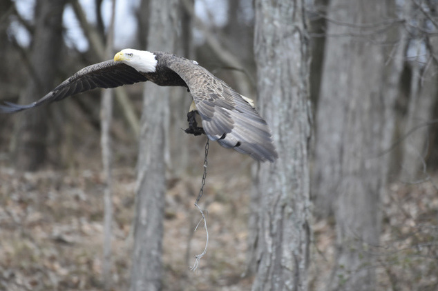 腳上掛著沈重的捕獸鋏,雖然沒有馬上要了老鷹的命,但是卻也後患無窮! 翻攝自Daily Mail