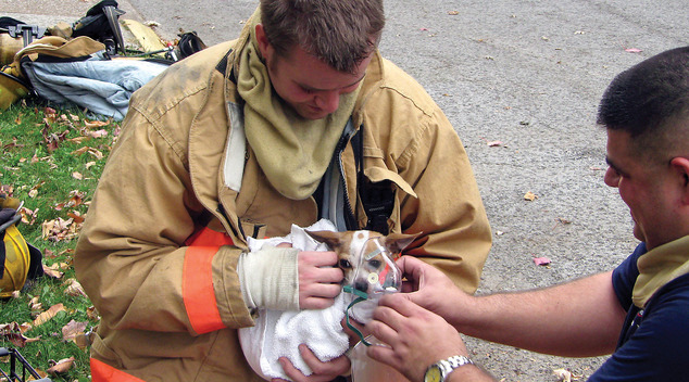美國大多數的州規定，只有具有獸醫執照才能提供動物醫療救助，造成第一線救護人員困擾。   翻攝自每日郵報
