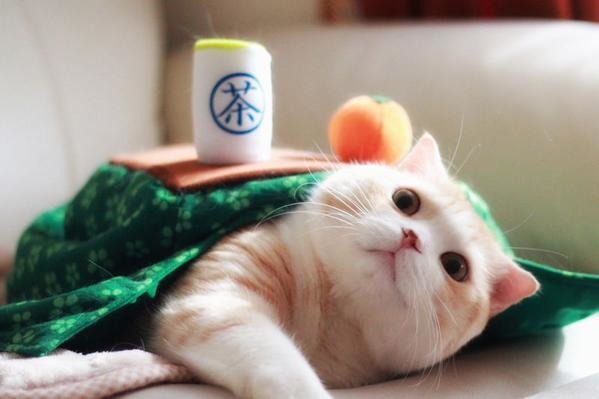 實穿圖！「主人，你可以用茶了！」　取自Unihabitat