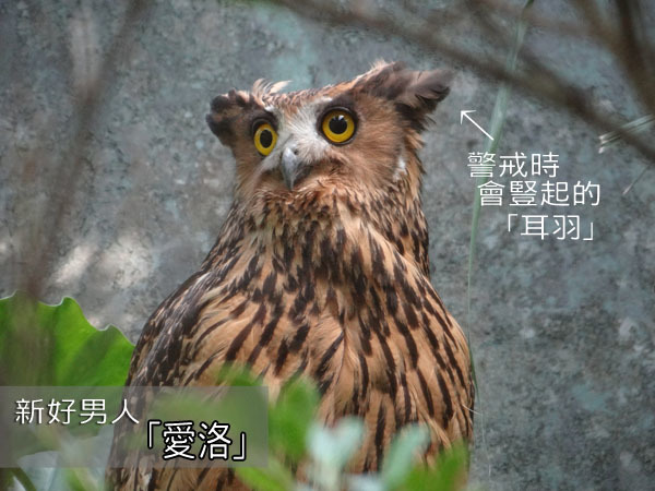 黃魚鴞的耳羽在警屆時會豎起來,但也常因此躲貓貓露餡。 台北動物園-林惠珍/攝