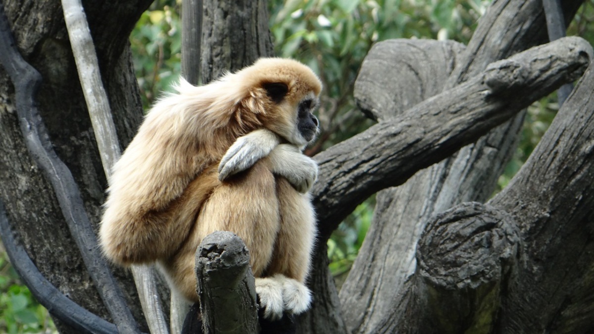 白手長臂猿：「這樣坐背風比較不冷～（抖）」　台北動物園-林惠珍/攝