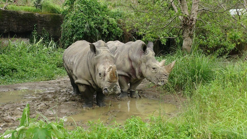 白犀牛在風雨後的泥巴坑裡玩成”黑”犀牛! 台北動物園-李毓文/攝