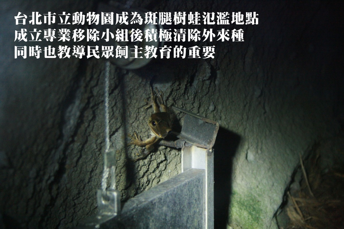 斑腿樹蛙繁殖力強，同時又會欺負台灣原生蛙類，台北市立動物園成立專門小組進行移除工作。　台北動物園/提供