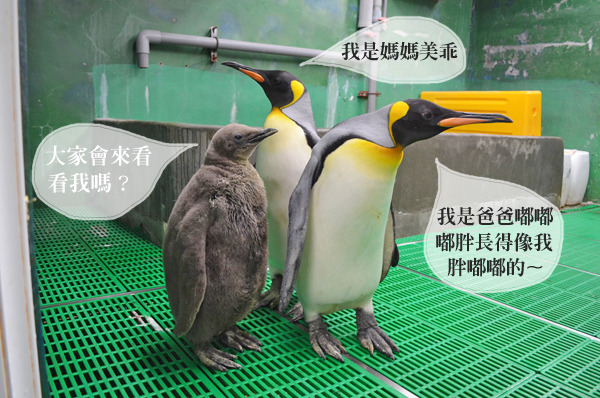 嘟胖一家子以媽媽為中心，感情都相當好。　台北動物園/提供