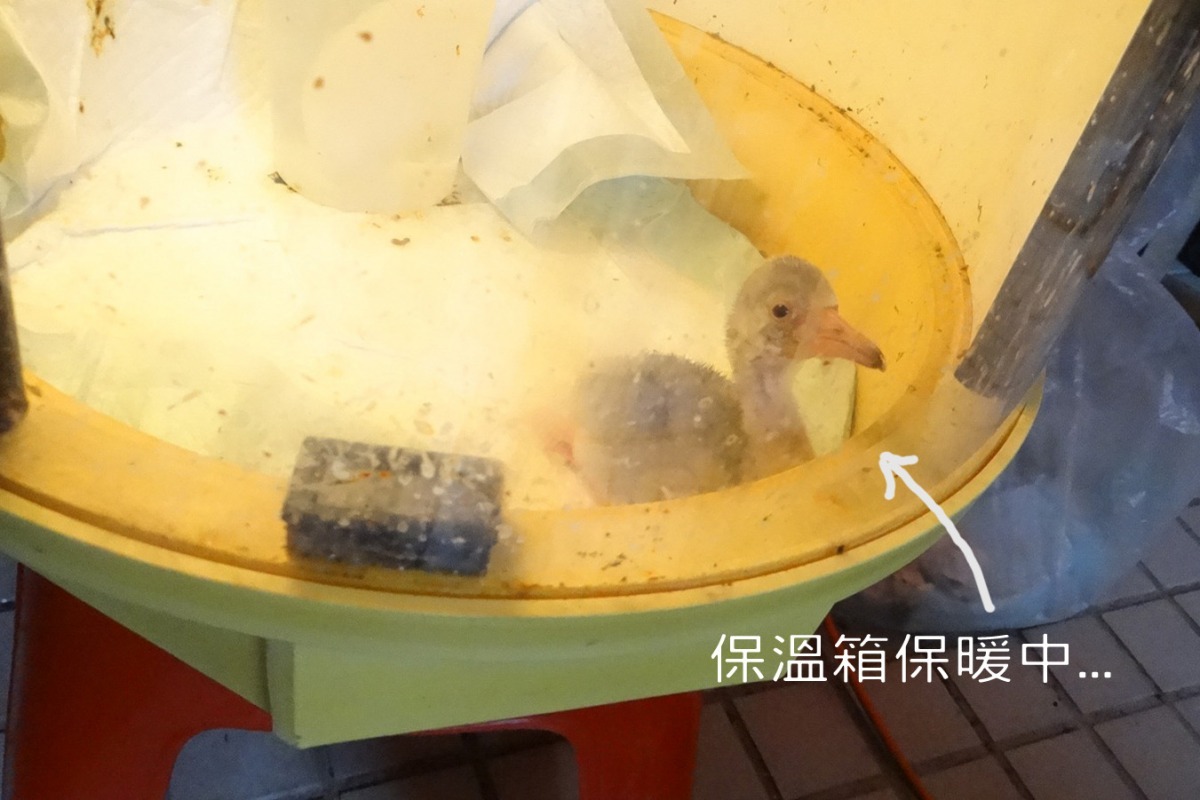 紅鶴寶寶在保溫箱中取暖，老大跟老二在天氣好的時候會出外曬太陽。　台北動物園-李全富/攝