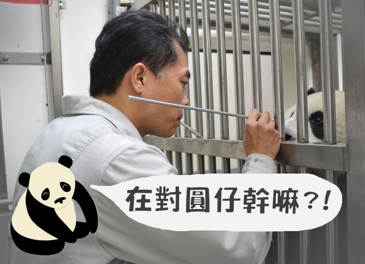 這位先生在對圓仔幹嘛呢？怎麼有根鐵棒？　台北動物園/提供