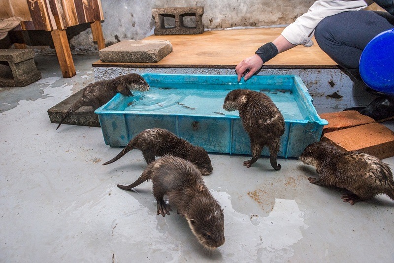 出生到現在滿3個月的小爪水獺寶寶，在保育員的帶領下學游泳。　台北動物園-黃陳浩/攝