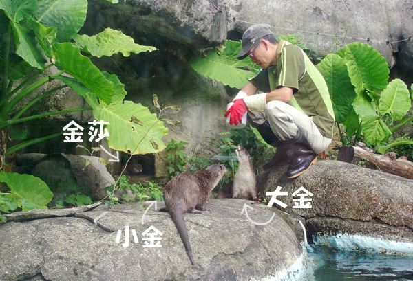 兩兄弟和保育員感情很好，妹妹戒心較強只敢躲在後頭偷看。　台北動物園/提供