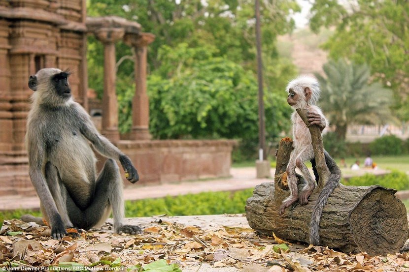 BBC節目派出仿真動物相機，你分的出來哪個是真的猴子、哪個是假的嗎？　翻攝自每日郵報