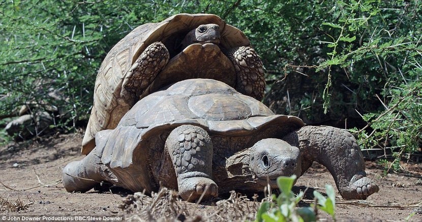 擬真的陸龜攝影機因為真的太像了，竟然還吸引到公陸龜想要交配。　翻攝自每日郵報