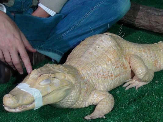 聖保羅水族館一隻脊椎側彎的白化鱷魚也因針灸獲得改善。  取自usatoday