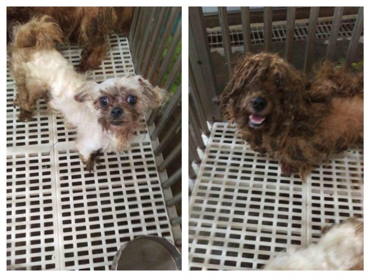 花蓮縣一名狠心飼主搬家後竟沒有將狗狗帶走，狗狗長期生活在無人照顧的環境下，造成全身毛髮糾結。   取自花蓮等家的毛孩子臉書