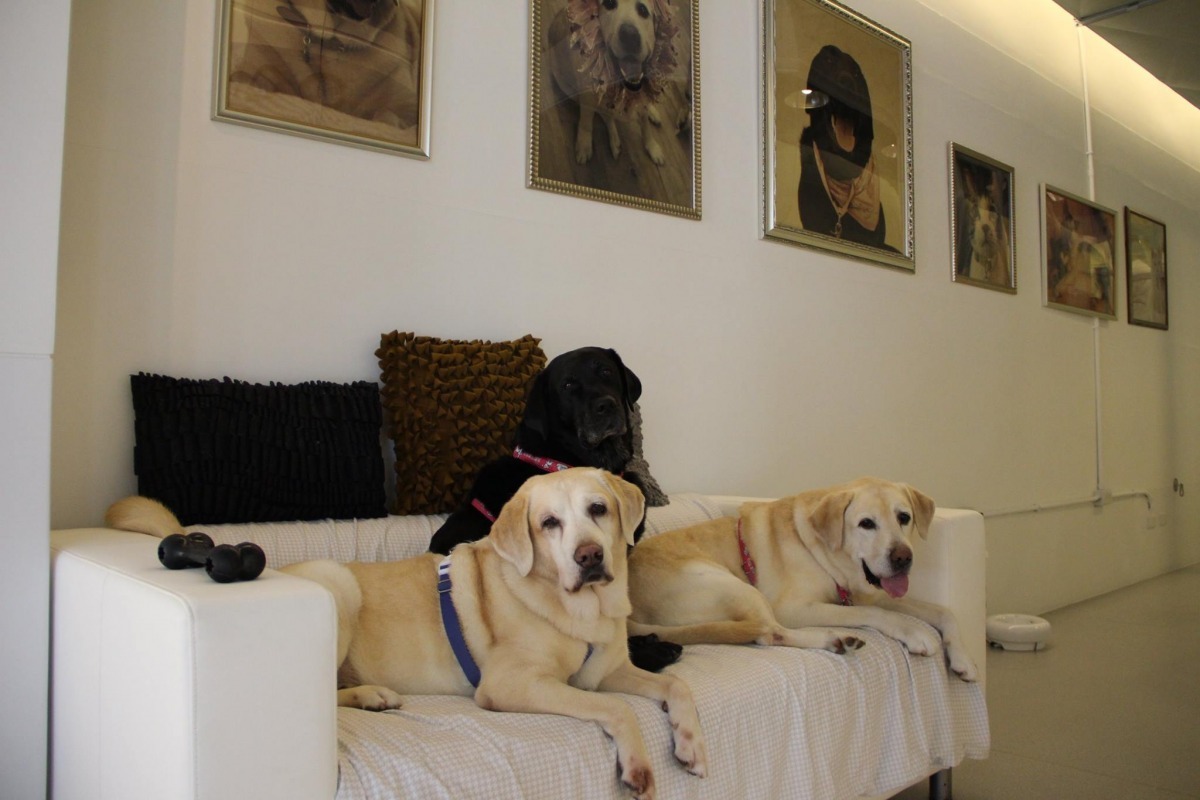老闆娘Cher的3隻拉拉愛犬，由前到後是Butter、Baileys、Level。牆壁上則是家裡養的所有寵物們。　取自北歐寵物旅館游泳館