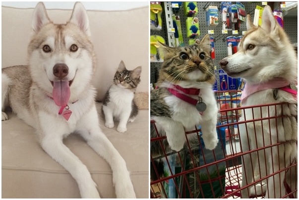 蘿西長大了啊～　取自lilothehusky