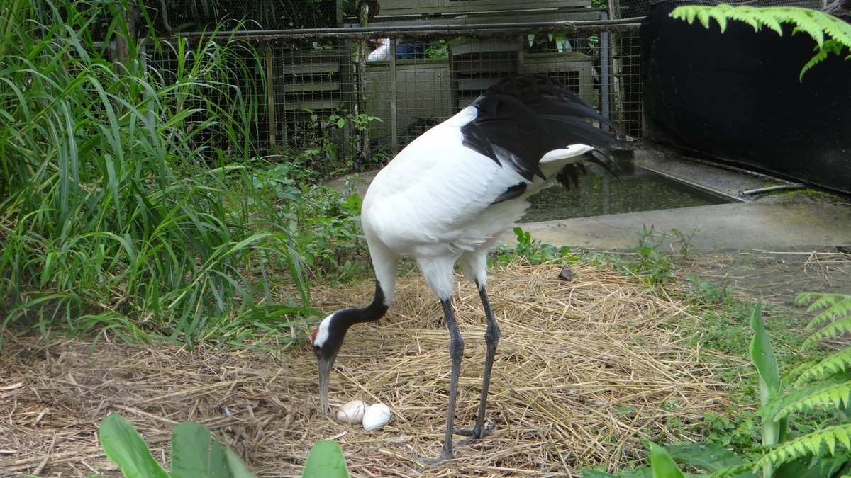 丹頂鶴Big究竟在看什麼東西呢？！　台北動物園-林惠珍/攝