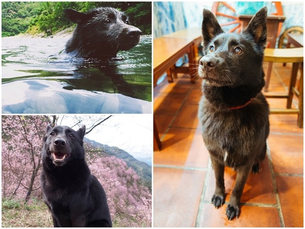 小黑眼神溫柔，是隻愛玩愛笑的黑狗。 吳冠錂/提供