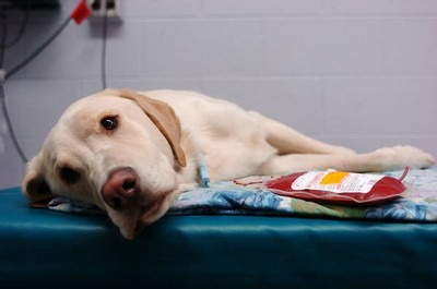 狗狗要成為捐血狗必須經過獸醫師評估,也希望更多狗能在需要血的時候得到協助。 取自網路