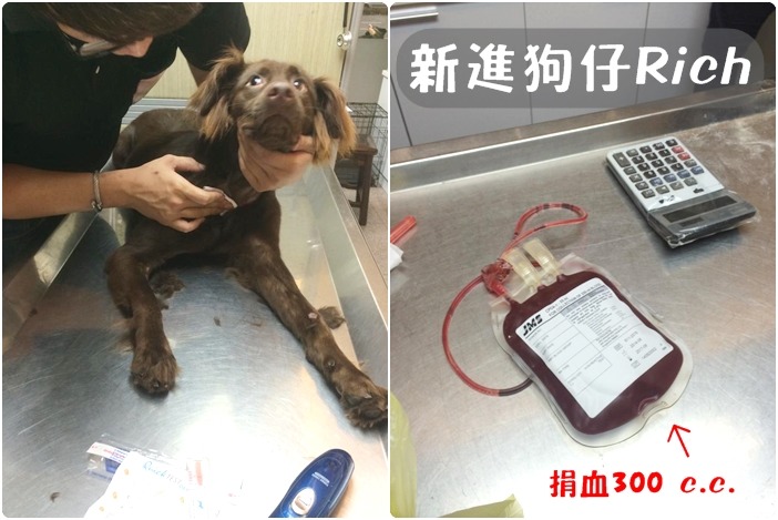新進狗仔Rich頭好壯壯,雖然捐血時還是需要打鎮定劑,不過捐完血馬上就恢復活力了! Umi爸/提供