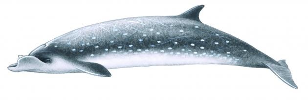 柏氏中喙鯨屬於農委會野生動物保育法中的珍貴稀有野生動物，IUCN紅皮書的數據缺乏物種。　取自台灣生物多樣性資訊入口網