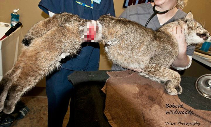 被華盛頓公約(CITES)列為附錄二的北美山貓，也時常死在獵人的套索陷阱下，途中這隻山貓最後幸運獲救，同樣野放到自然中。　取自Wildwoods