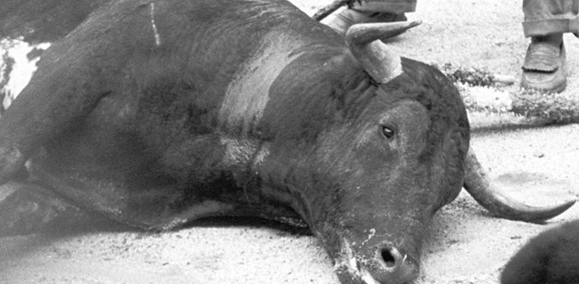 隨著西班牙左派勢力增長，殘忍的鬥牛比賽有望絕跡。   取自BullFighting-Free Europe