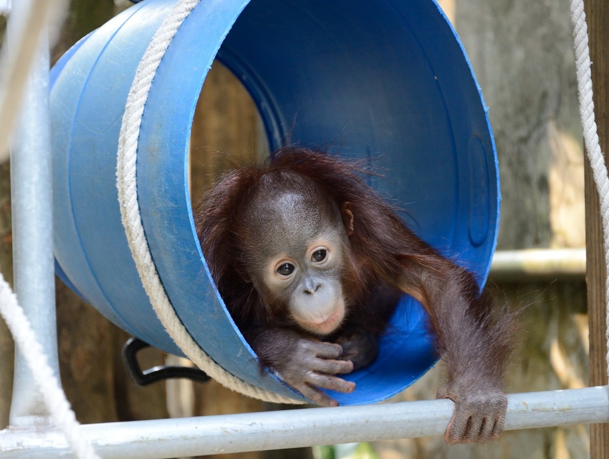 「聽說圓仔有一個水桶君，我也有自己的水桶！」　台北動物園-張庭瑜/攝