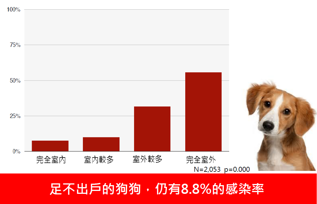 你還以為不出門的狗狗不會得到心絲蟲嗎？研究告訴你不是這麼回事！　中華民國獸醫內科醫學會/提供