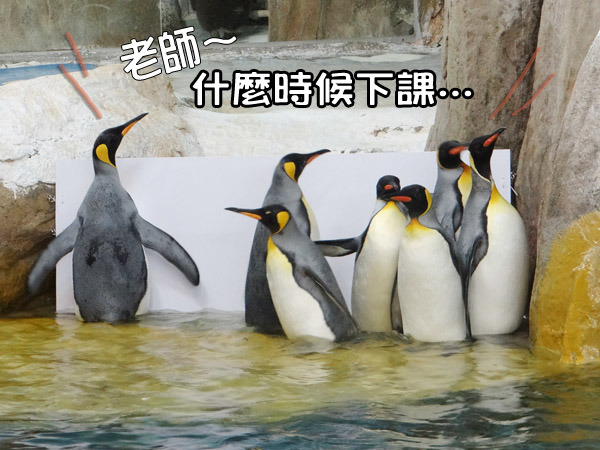 有些國王企鵝只想趕緊下課，全都擠在岸邊。　台北動物園-惠珍/攝