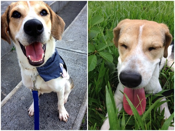 「快帶我回家嘛～」　防檢協會/提供