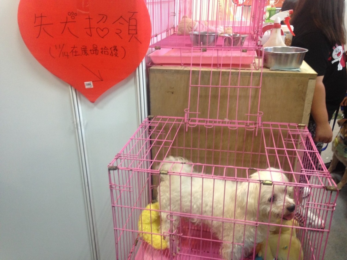 14日時在寵物展遭人拾獲的馬爾濟斯。　何宜/攝