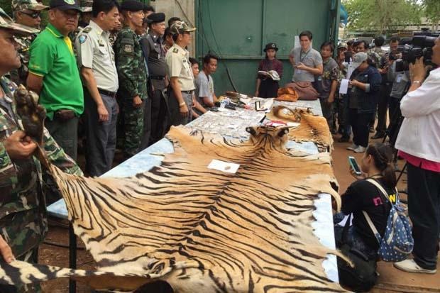 清查虎廟過程中，在廟裡發現多張保存完整的虎皮，目前政府也在深入了解這些證據資料中。   取自Bangkok Post