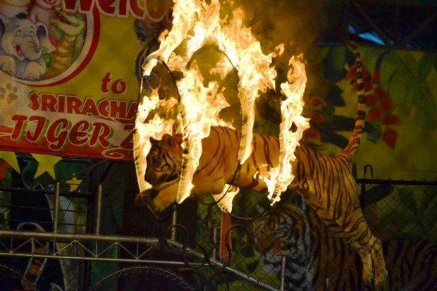 春武里府的「是拉差老虎動物園Sriracha Tiger Zoo」，園內也有飼養大量老虎作為馬戲團表演、及讓遊客拍照餵食等等。   取自Bangkok Post