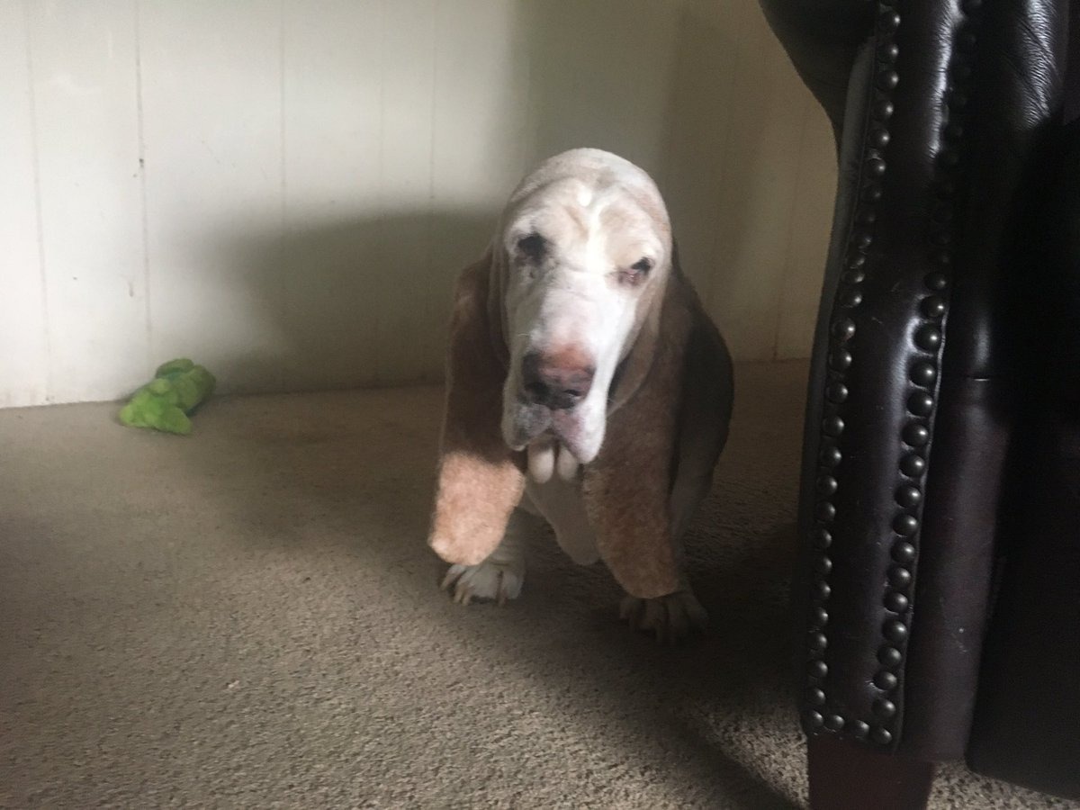 美國許多飼主紛紛在社群平台上貼出自家狗狗的照片，並公開表達對農業部的抗議。圖為飼主從繁殖場救出的種母。　取自Twitter_DaleRutz