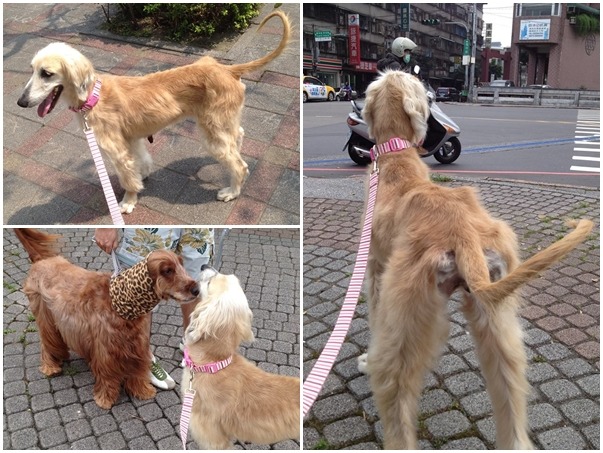 馬妞在流浪的時候身上都是跳蚤和壁蝨,而且瘦到肋骨清晰可見,在動物醫院住了10天隔離和治療,而馬克麻和馬妞拔每天都會去醫院看馬妞。 取自我是馬克我是馬妞大家好