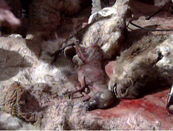 中國青藏高原可可西里自然保護區管理員查獲712隻被盜獵者殺害的藏羚羊，其中不少為懷孕的母羚羊。 中新社