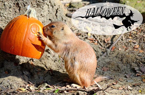 黑尾草原犬鼠第一次接觸南瓜，興奮的鑽進去想一探究竟！