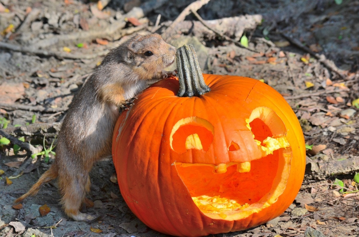10月底前台北市立動物園有小貓熊寶寶徵好名活動、萬聖節一系列活動，等著大家一同參與！　台北市立動物園-張庭瑜/攝