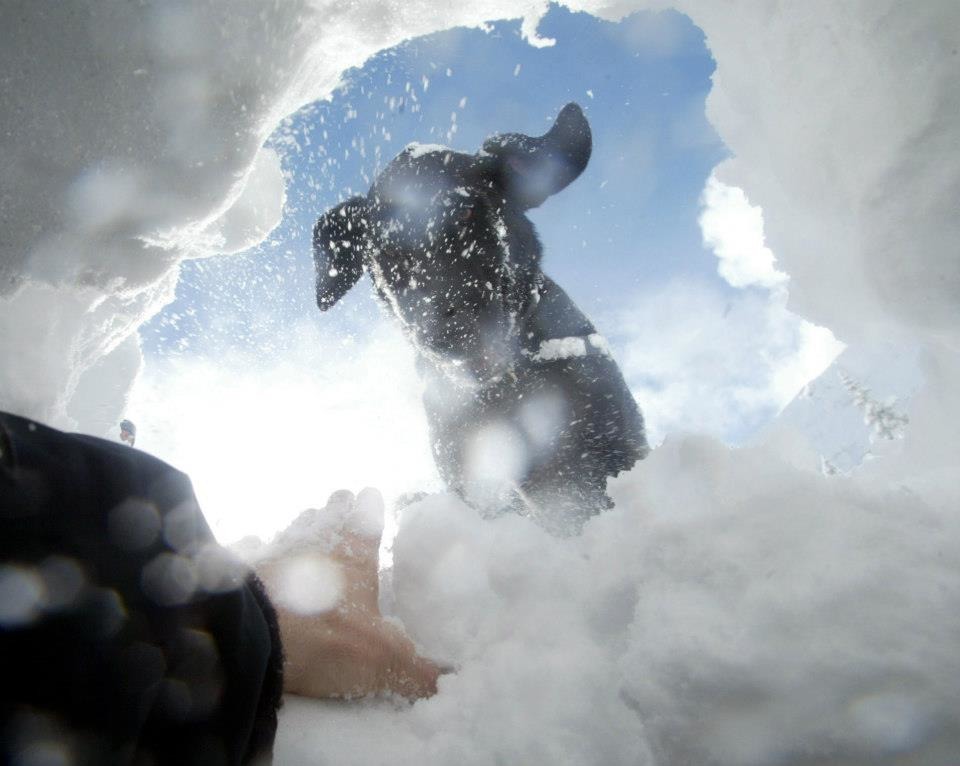 雪災發生時有4分之1的人會在雪堆移動時因外傷喪命，雪停止滑動後則會有2分之1的人在20分鐘後會死於窒息或低溫。　取自Canadian Avalanche Rescue Dog Association
