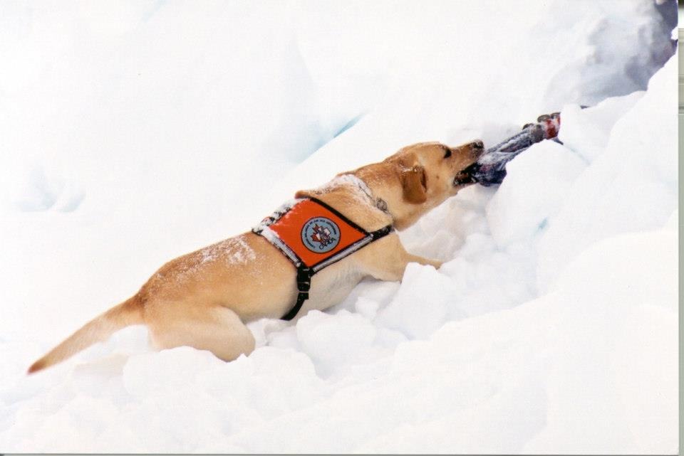 狗狗只要找到人就會開始挖雪、並試圖把人從雪堆中往外拖，這些搜救犬是雪地上的英雄！　取自Canadian Avalanche Rescue Dog Association