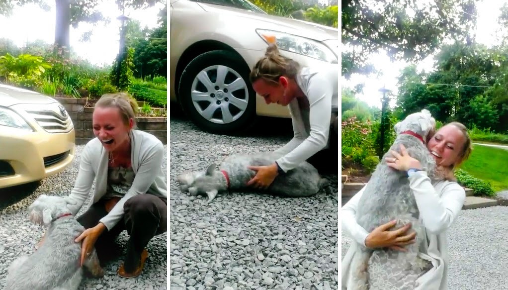 凱西碰見對牠來說14年不見的主人,開心到暈倒。 取自網路