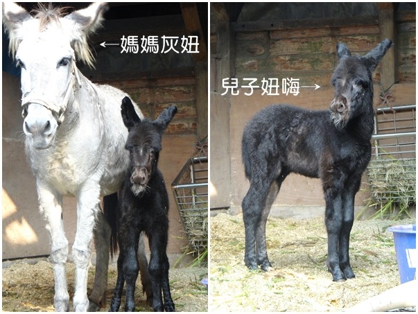 媽媽灰妞與兒子感情融洽，不過母子倆站在一起時，畫面相當神奇！　台北動物園-林惠珍/攝