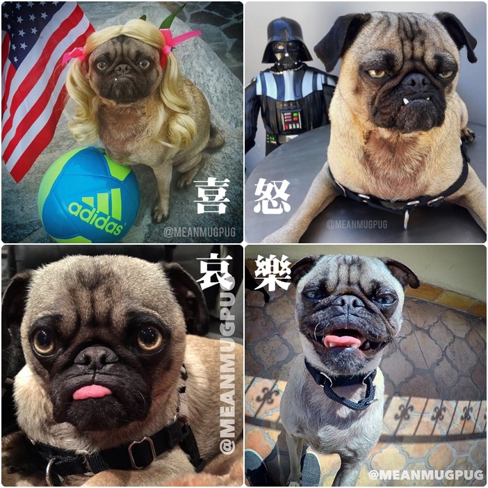 奧茲也有喜怒哀樂！  取自meanmugpug Instagram