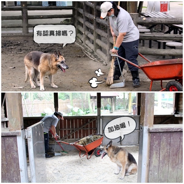 只要保育員走到哪、Merry就跟到哪，堪稱監工小達人！　台北動物園/提供