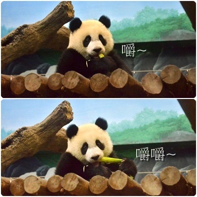 圓仔常剝竹筍，所以吃茭白筍也難不倒牠！　台北動物園/提供