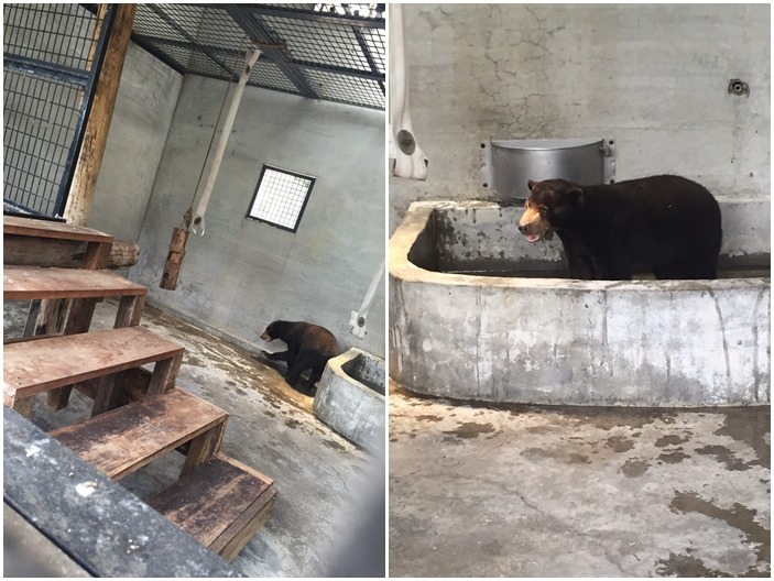 小黑今早入住位於屏科大野生動物收容中心的新家，希望用民眾的捐款籌措添購設施、飼料、醫療及人力照顧費用。　TSPCA/提供