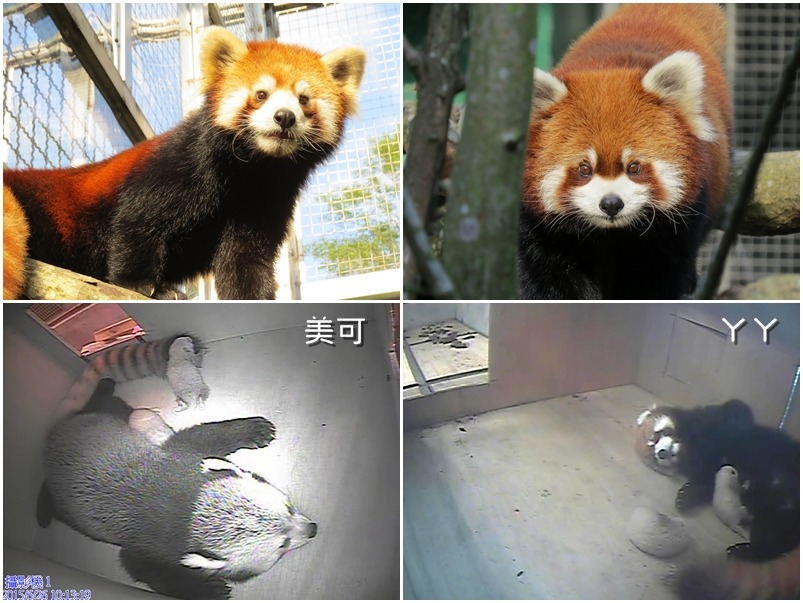 去年6月抵台的小貓熊今年傳出喜訊！(左)美可在6/20先產下寶寶、(右)ㄚㄚ緊接著在22日也產下寶寶！　台北動物園-鍾嘉能/攝