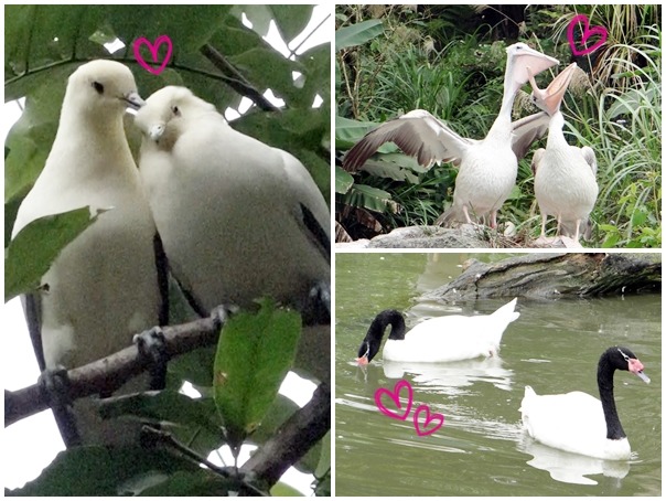 黑袖鴿也雙成對(左)、粉紅背鵜鶘張開嘴巴像在訴說情話(右上)，而黑頸天鵝更是眾所皆知的專情伴侶！　台北動物園/提供