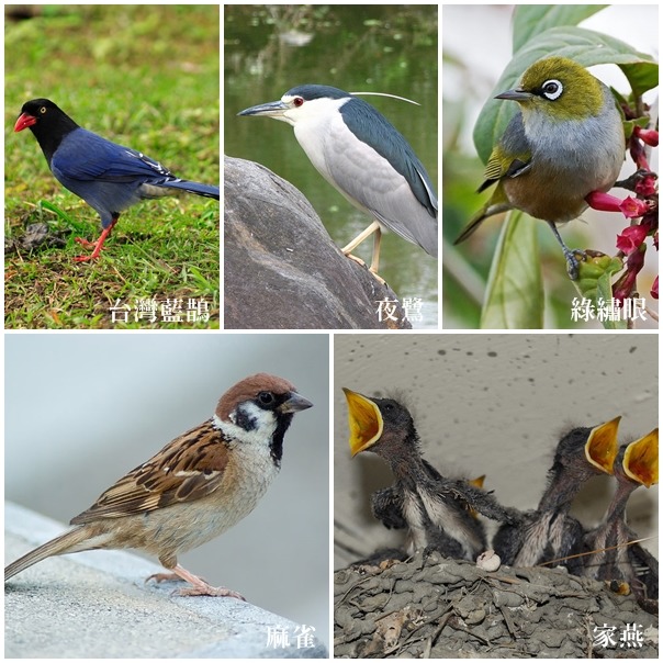 這些是台灣常見的留鳥，牠們一輩子都在台灣生長。　圖左上/wiki、中上/flickr_Ray Yu、右上/wiki、左下/wiki、右下/Flickr_台灣水鳥研究群