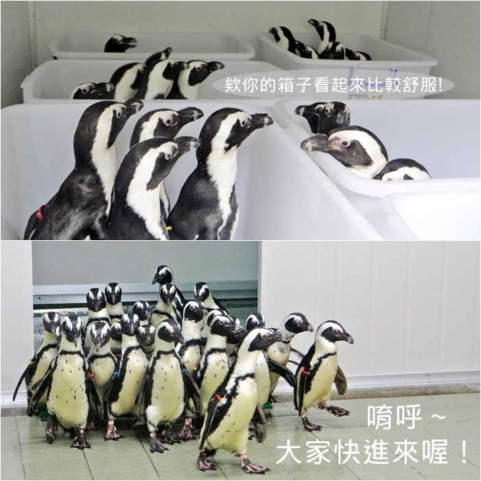 黑腳企鵝5隻坐在一個整理箱中，從檢疫舍搭車浩浩蕩蕩回家去！　動物園/提供